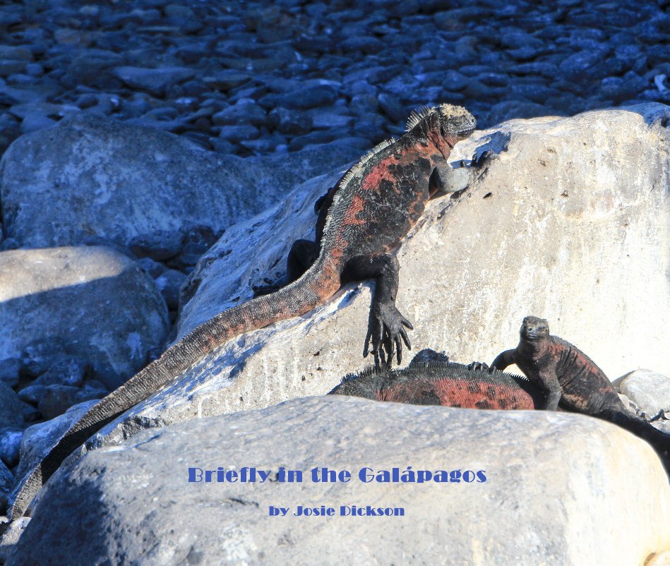 View Briefly in the Galápagos by Josie Dickson by Josephine Dickson