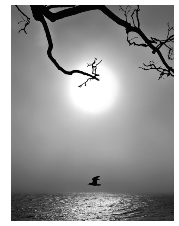 View Silhouette Dreams by Shahid Zafar