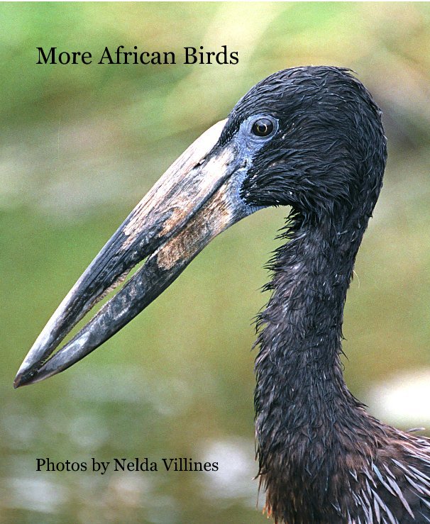 More African Birds nach Photos by Nelda Villines anzeigen