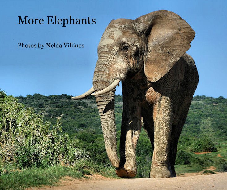 Bekijk More Elephants op Photos by Nelda Villines