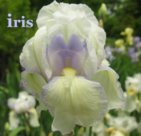 Ver iris por Robert Gutowski