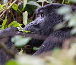 Travel Book - Uganda - Silverback Gorillas book cover