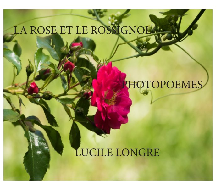 View la rose et le rossignol by lucile longre