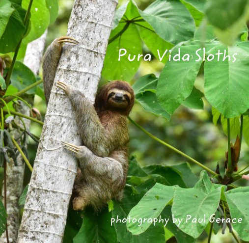 Pura Vida Sloths           photography by Paul Gerace nach Paul Gerace anzeigen