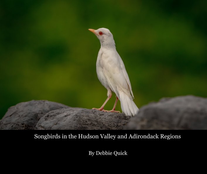 View Songbirds in the Hudson Valley and Adirondack Regions by Debbie Quick