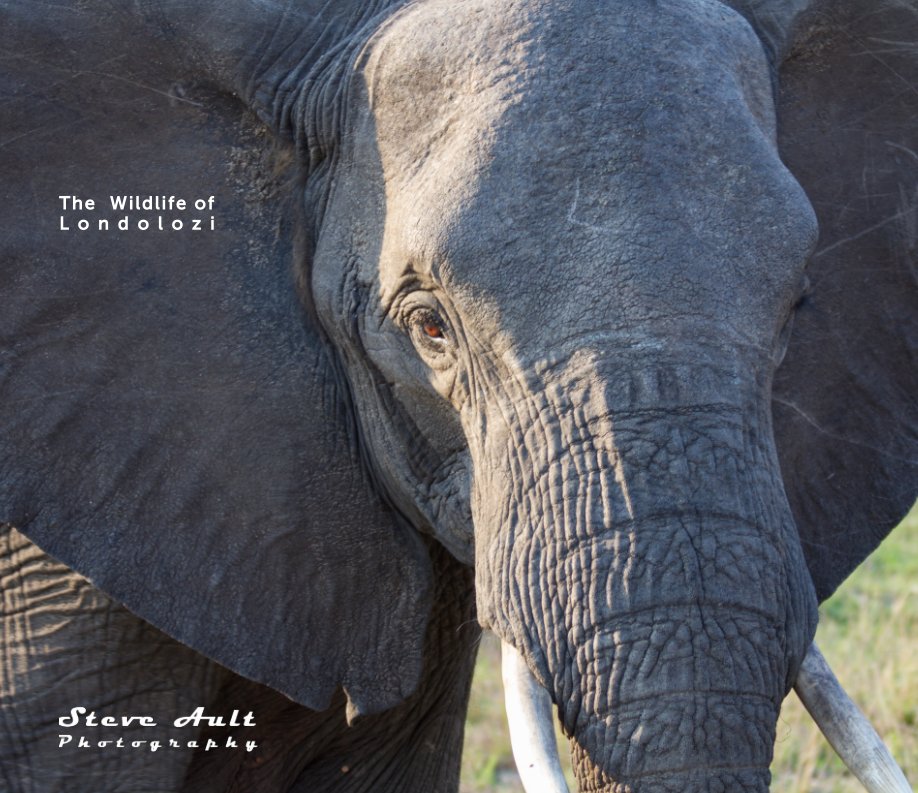 Ver The Wildlife of Londolozi por Steve Ault