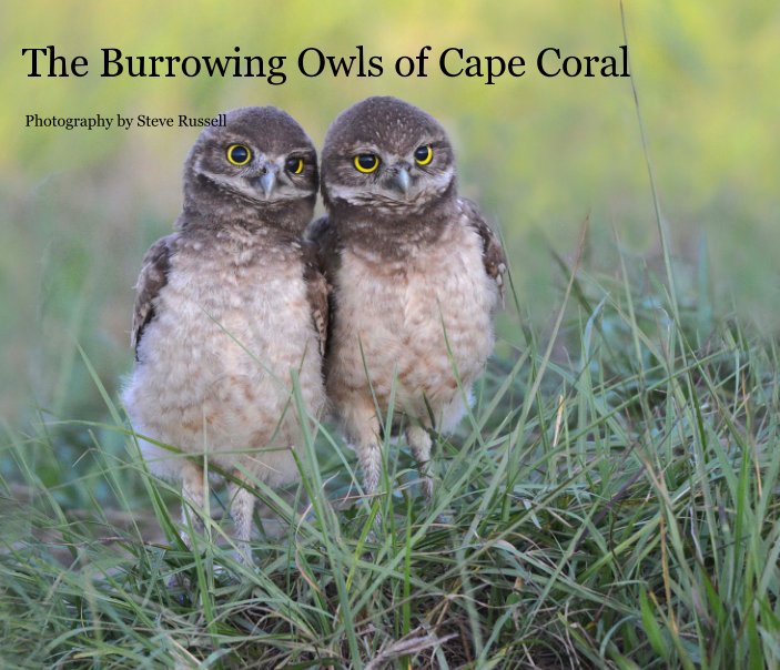 View The Burrowing Owls of Cape Coral by Photography by Steve Russell
