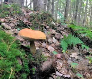 A Forest Fungi Bath book cover