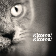 Kittens! Kittens! book cover