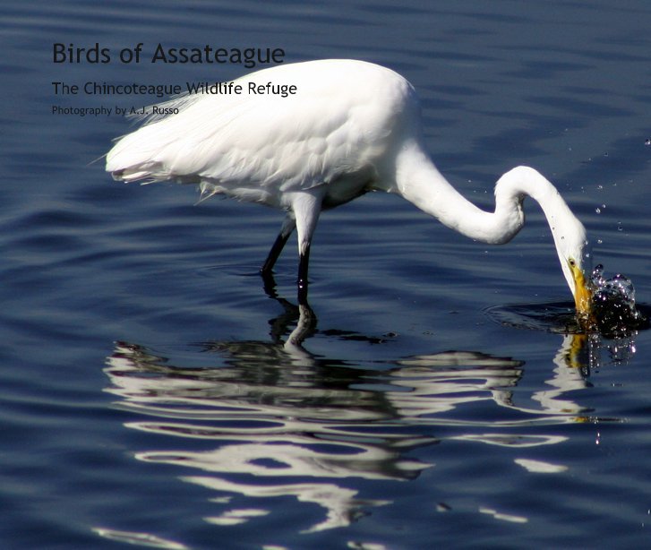 View Birds of Assateague by Photography by A.J. Russo