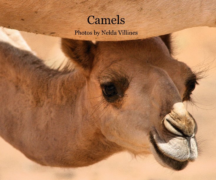 View Camels by Nelda Villines