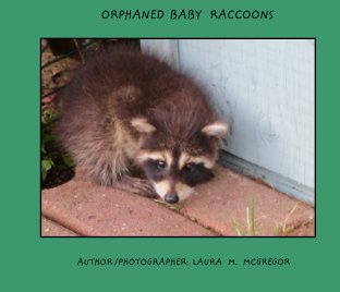 Orphaned Baby Raccon's book cover