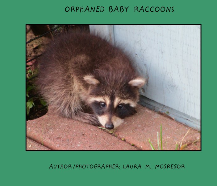 View Orphaned Baby Raccon's by Laura M. McGregor