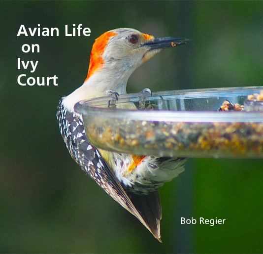 View Avian Life on Ivy Court by Bob Regier