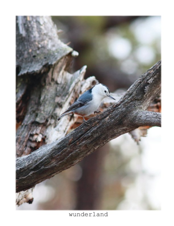 View The White-Breasted Nuthatch by Jordan Wunderlich