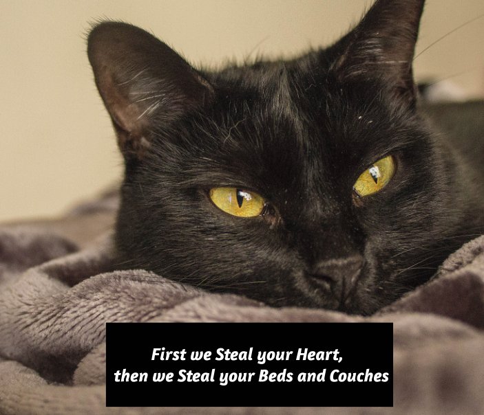 View First we Steal your Heart, then we Steal your Beds and Couches. by Nicole Hull