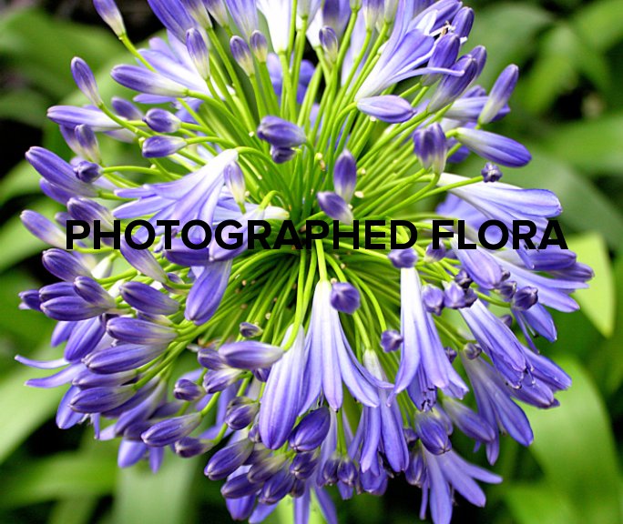 Photographed Flora nach Madeline Gareau anzeigen
