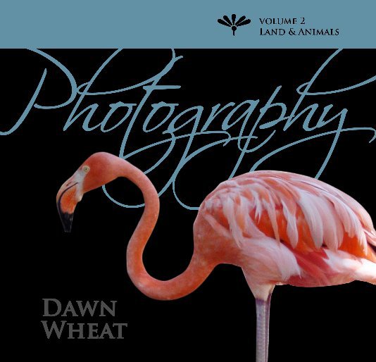 View Photography by Dawn Wheat