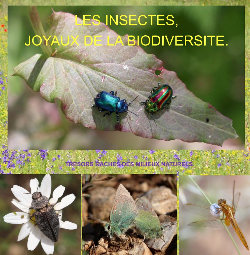 View Les insectes, joyaux de la biodiversité. by ORIAN-JULIEN Martine