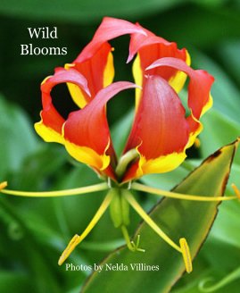 Wild Blooms book cover
