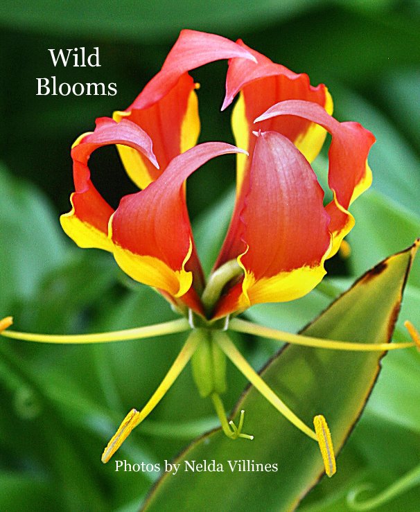 Ver Wild Blooms por Photos by Nelda Villines