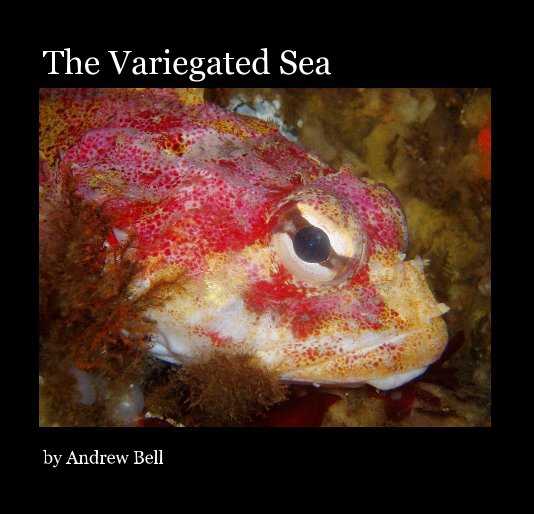 View The Variegated Sea by Andrew Bell