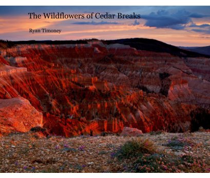 The Wildflowers of Cedar Breaks book cover