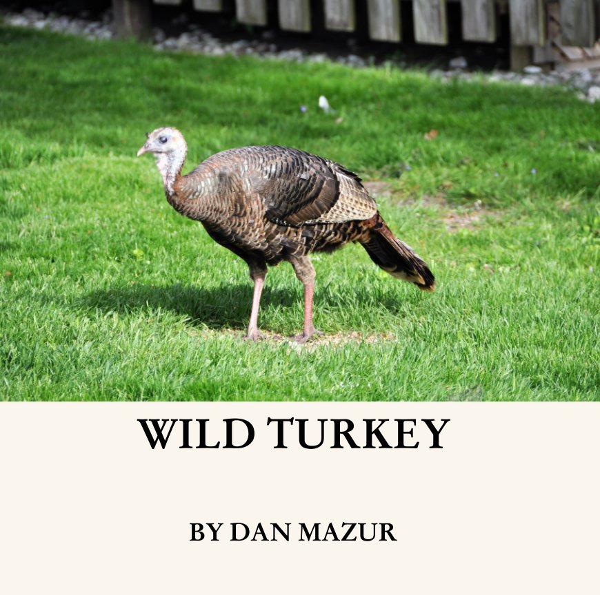 View Wild Turkey by DAN MAZUR