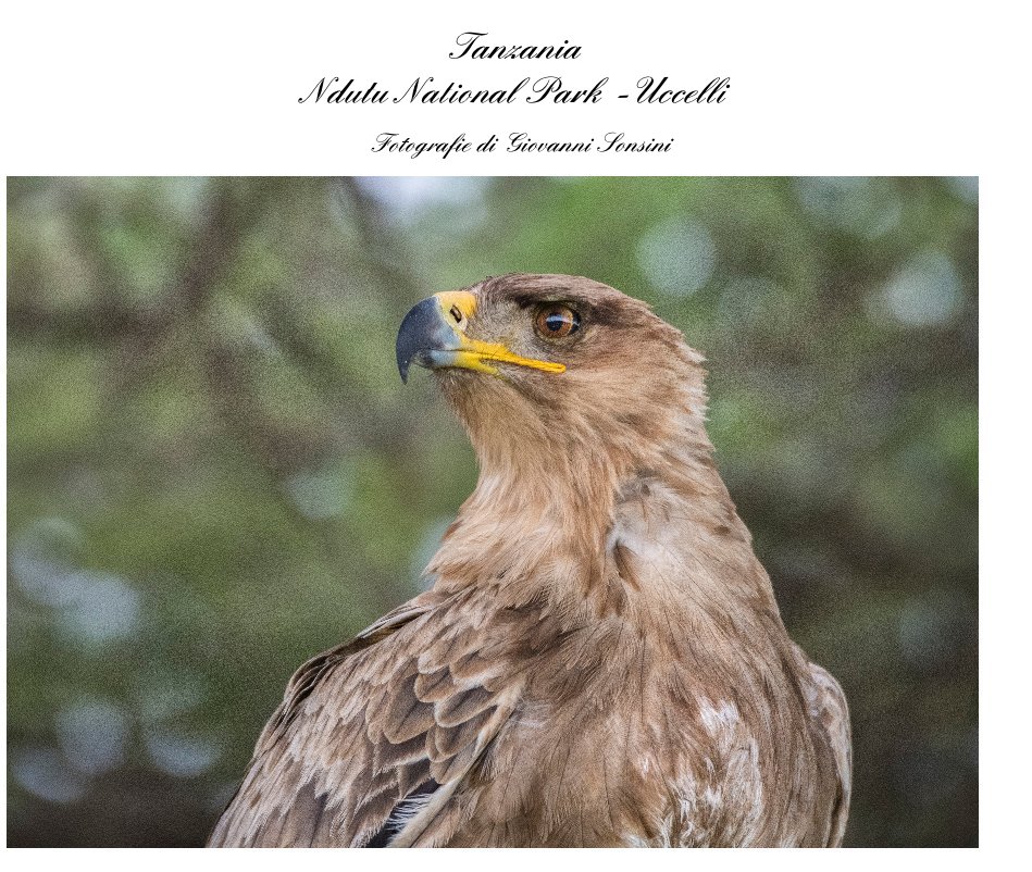 Visualizza Tanzania Ndutu National Park -Uccelli di Fotografie di Giovanni Sonsini