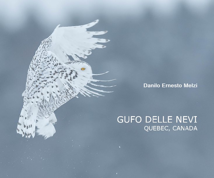 Visualizza Gufo delle nevi, Quebec Canada di Danilo Ernesto Melzi