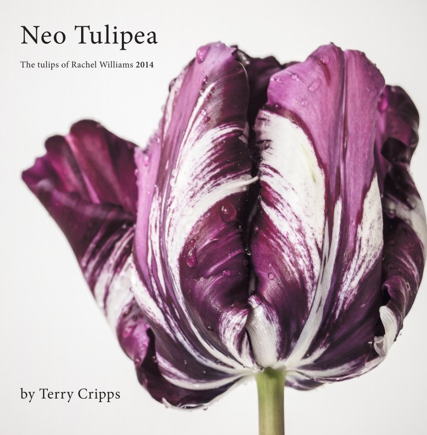 View Neo Tulipea by Terry Cripps
