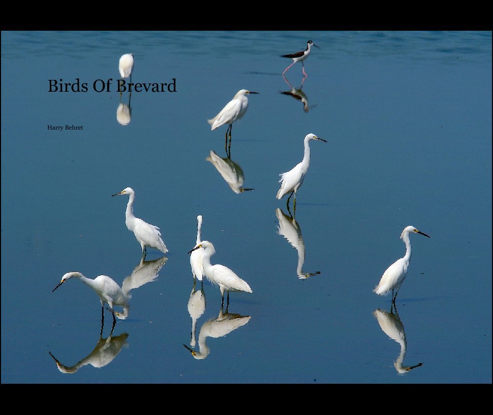 View Birds Of Brevard by Harry Behret