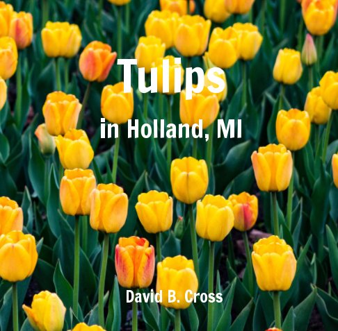 Ver Tulips In Holland, MI por David B. Cross