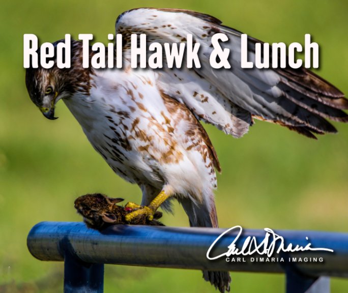 View Red Tail Hawk & Lunch by Carl DiMaria