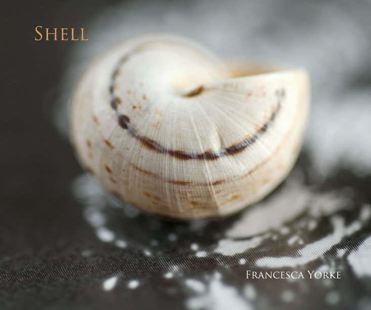 View Shell by Francesca Yorke