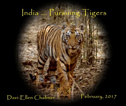 India ... Pursuing Tigers book cover