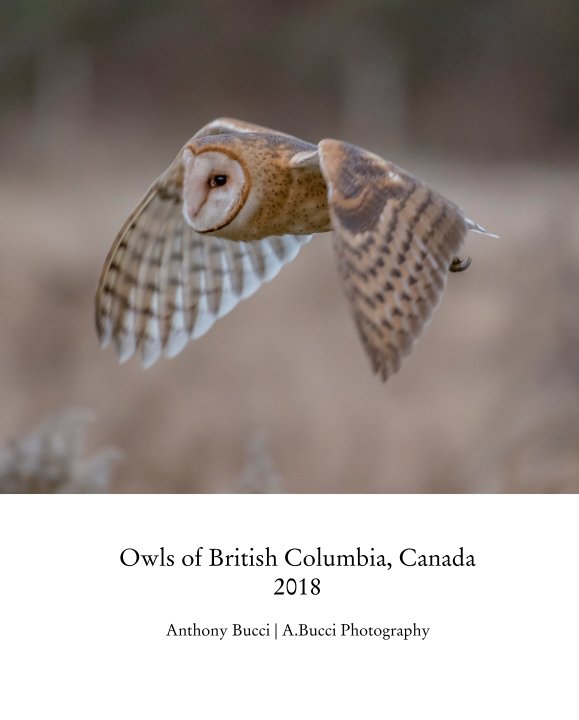 View Owls of British Columbia, Canada 2018 by Anthony Bucci