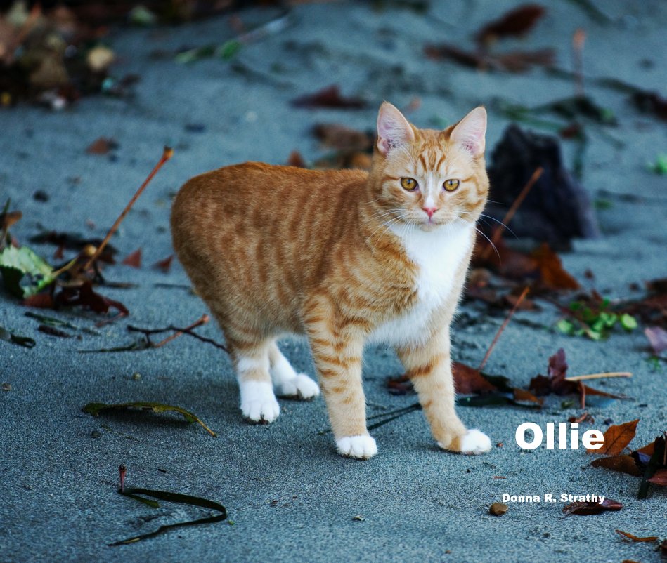 View Ollie by Donna R. Strathy