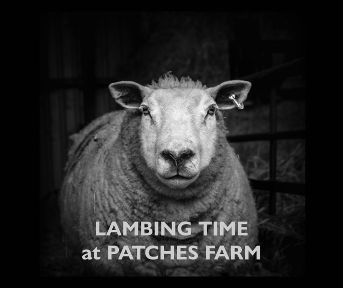 View Lambing Time at Patches Farm by Nick Browne