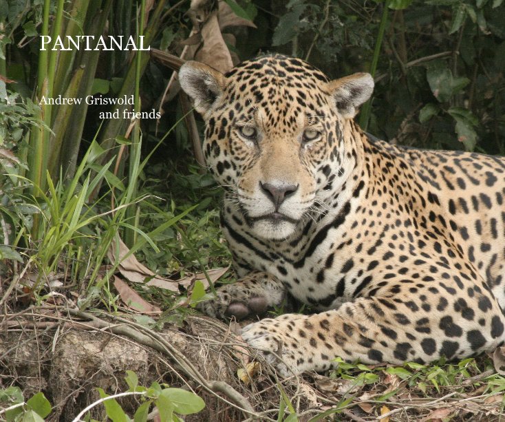View PANTANAL by Andrew Griswold and friends