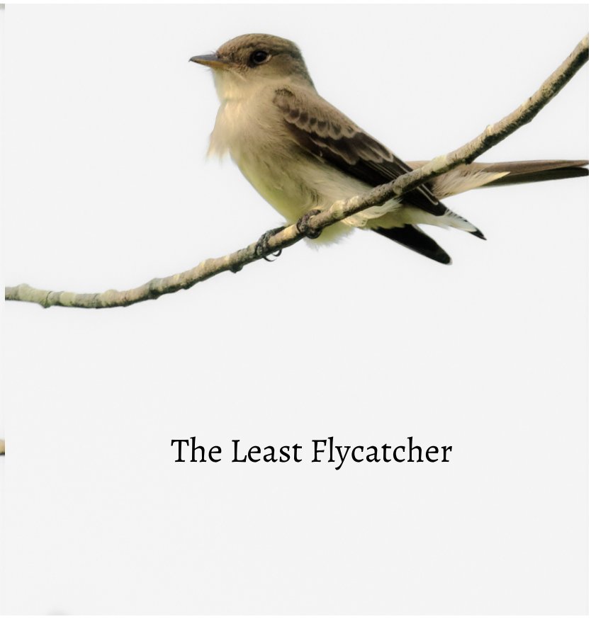 View The Least Flycatcher by Gillian Overholser