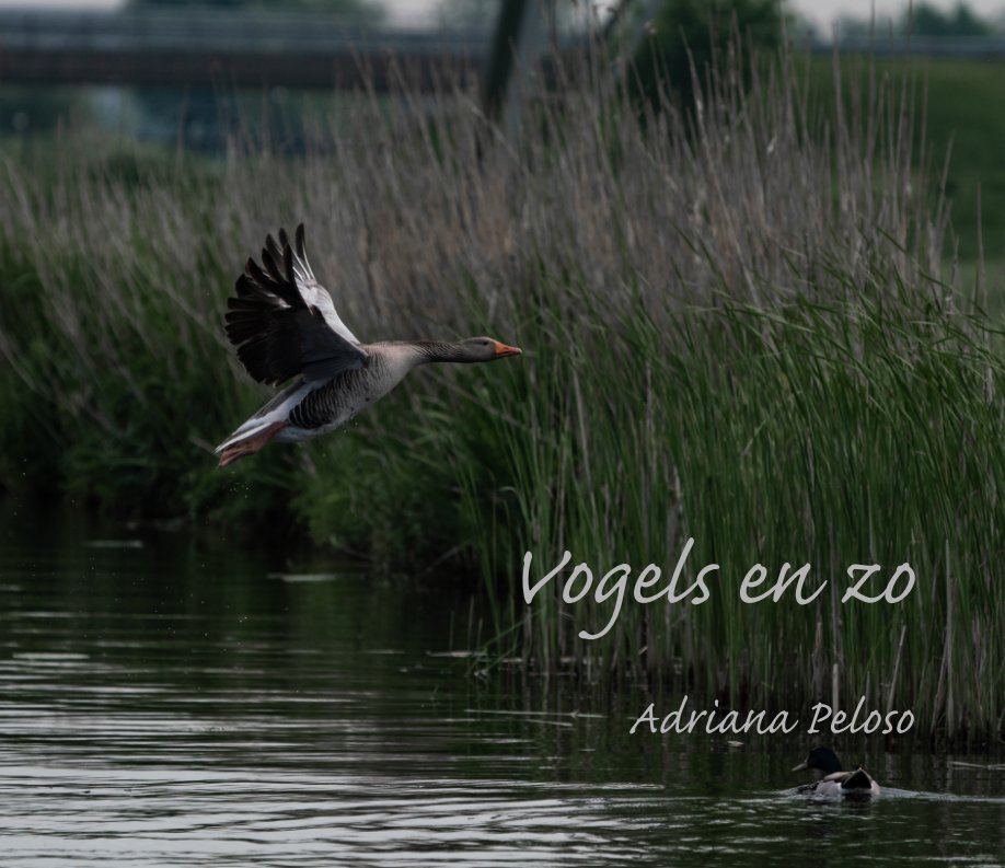 View Vogels en zo by Adriana Peloso