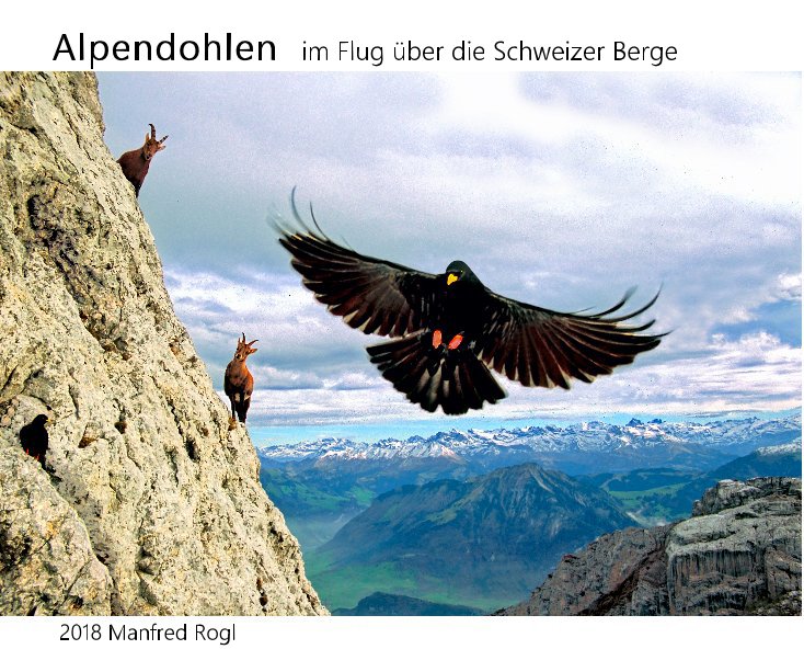 View Alpendohlen im Flug über die Schweizer Berge by Manfred Rogl