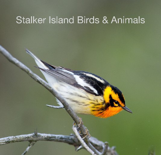 Stalker Island Birds and Animals nach Tim Stewart anzeigen