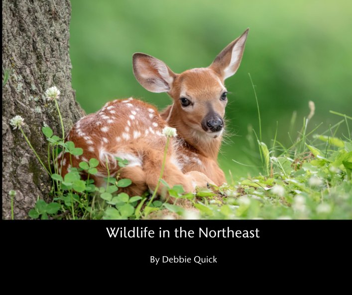 Wildlife in the Northeast nach Debbie Quick anzeigen