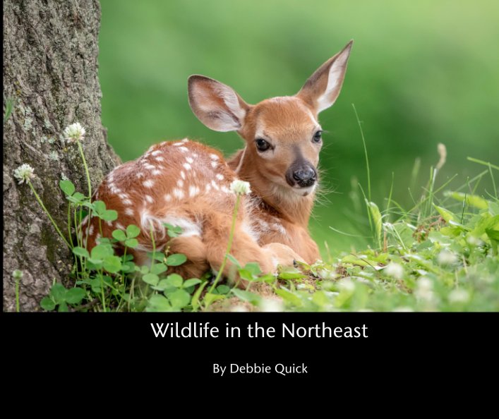 Ver Wildlife in the Northeast por Debbie Quick