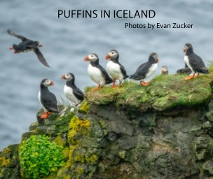 Puffins in Iceland book cover