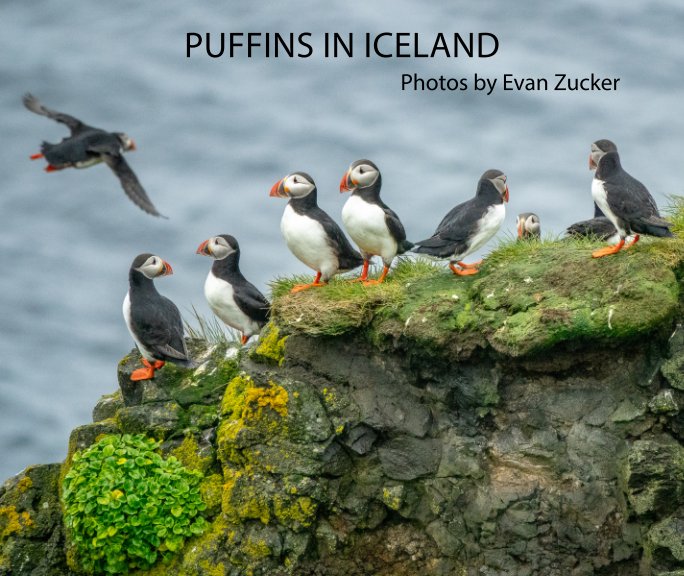 View Puffins in Iceland by Evan Zucker