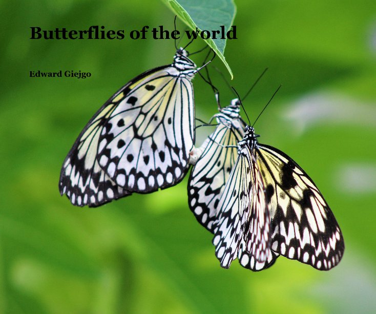 Visualizza Butterflies of the world di Edward Giejgo