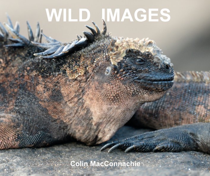 WILD IMAGES nach COLIN MACCONNACHIE anzeigen